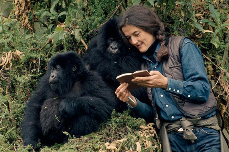 26/12/1985: Dian Fossey wari uzwi nka Nyiramacibiri yishwe n'abantu batazwi