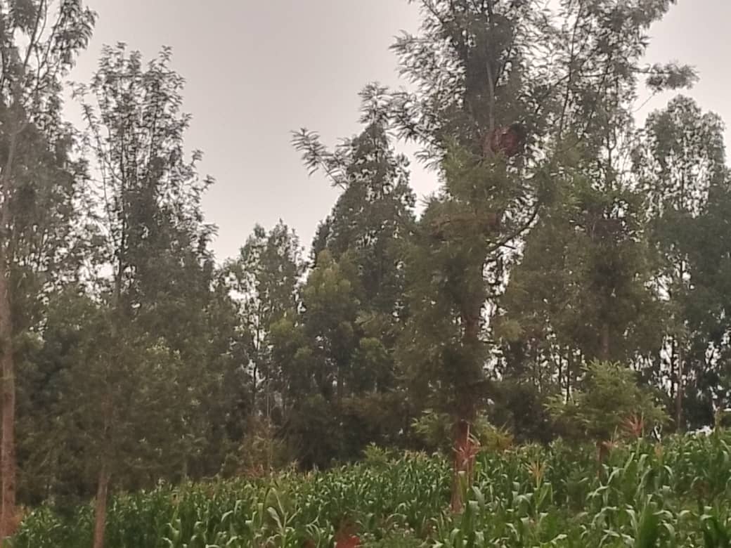 Les appels se multiplient pour renforcer les liens entre le Maroc et l'Afrique du Sud