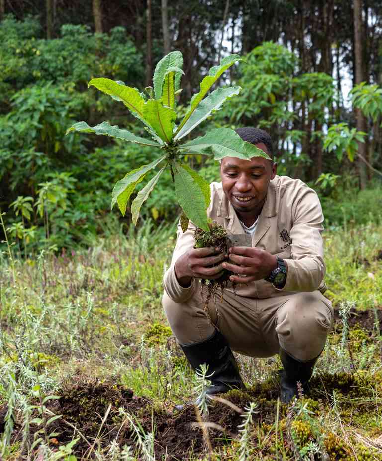 w reforestation credit tiffany franks