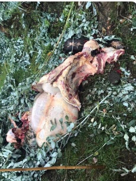 1EDB74A7 E2A2 4D92 A660 CED45BE94C11