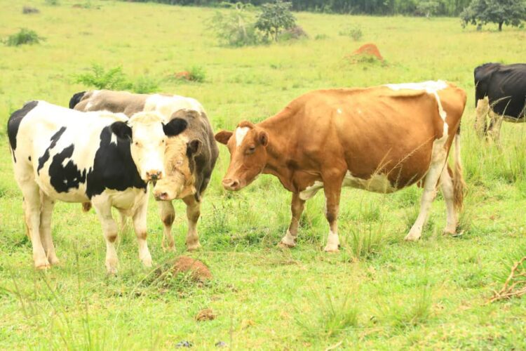 99898D52 3145 44E8 98FD F9DCBC32CF5F