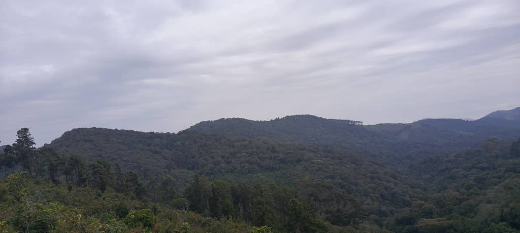 Rutsiro: Baratabaza, inyamaswa yo muri Parike ibarira amatungo bagapfukiranwa 1 IMG 20250102 WA0013