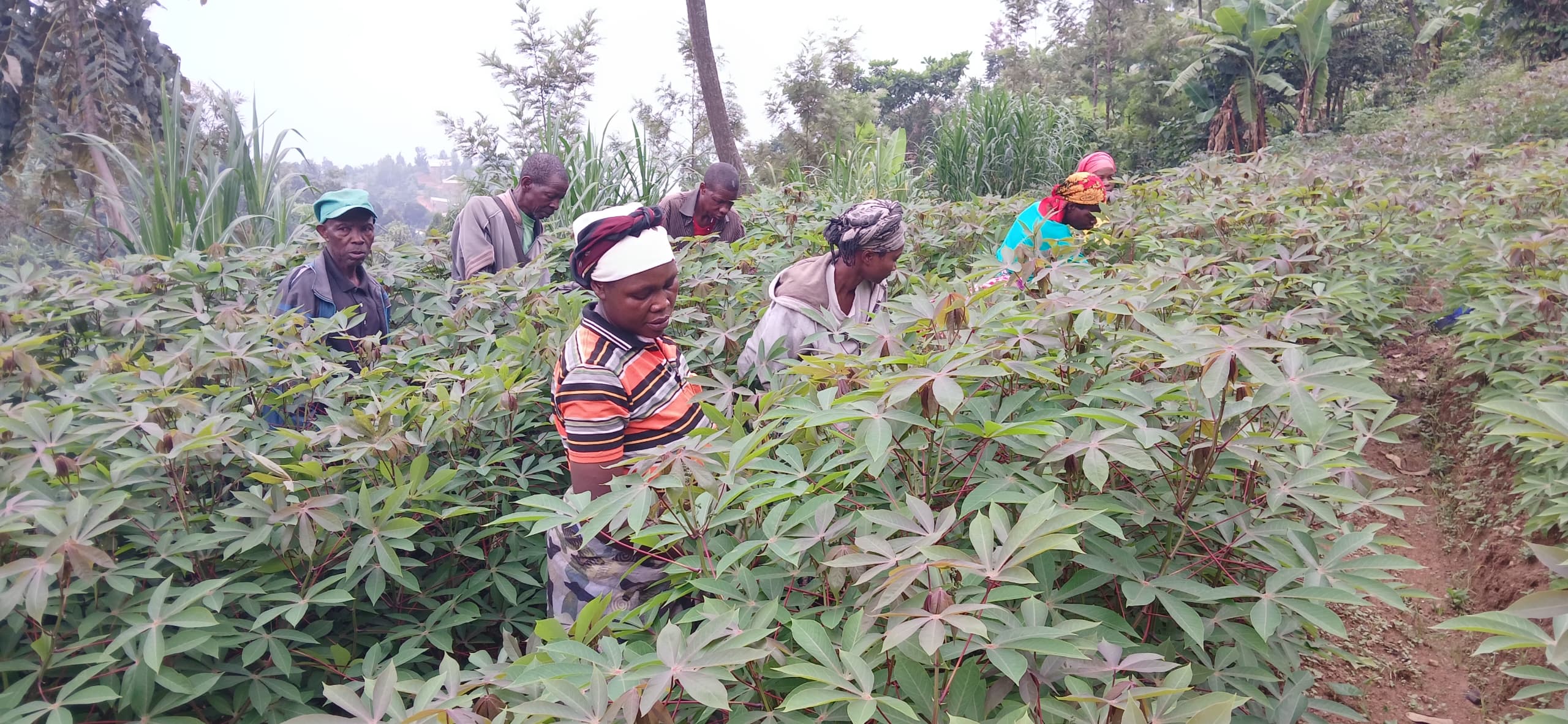Cassava seeds multiplication