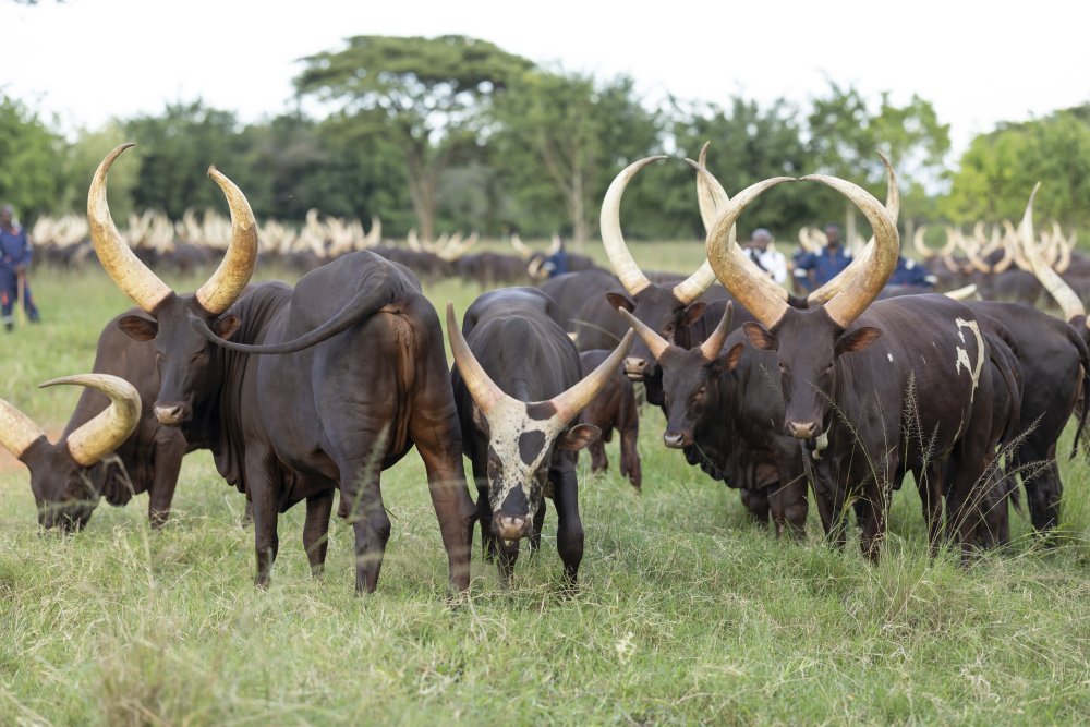 visit of president mamadi doumbouya of the republic of guinea and first lady lauriane doumbouya kigali 2 may 2025 54491050972 o 73711