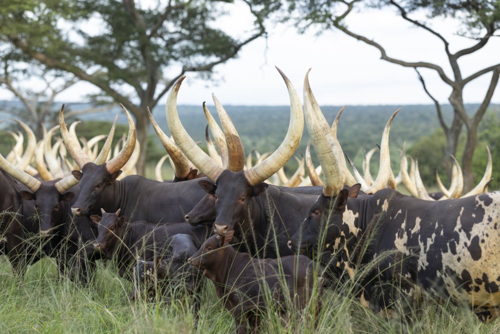 visit of president mamadi doumbouya of the republic of guinea and first lady lauriane doumbouya kigali 2 may 2025 54491921791 o 942bc