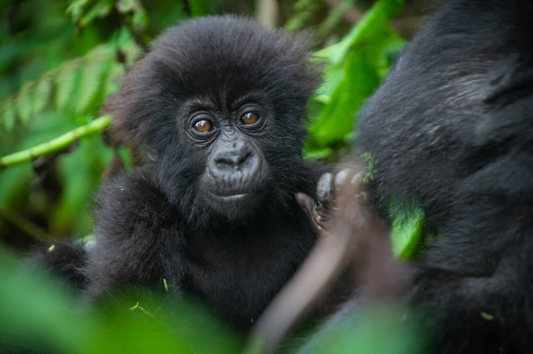 whatsapp image 2024 10 08 at 1.35 17 pm