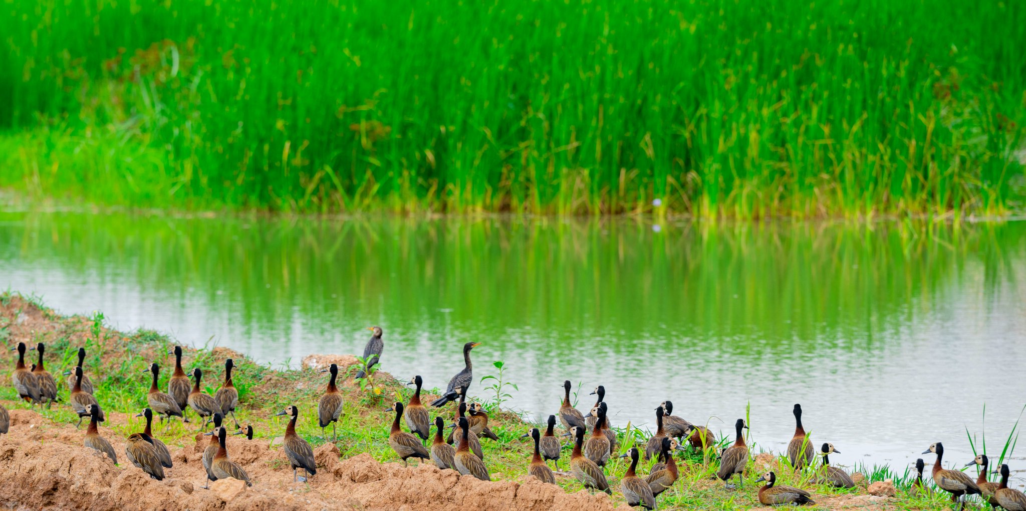 Kigali's Wetland Revamp Nears Completion: REMA Confirms Major Environmental Gains 24 GuMfAEaXYAAnpL4