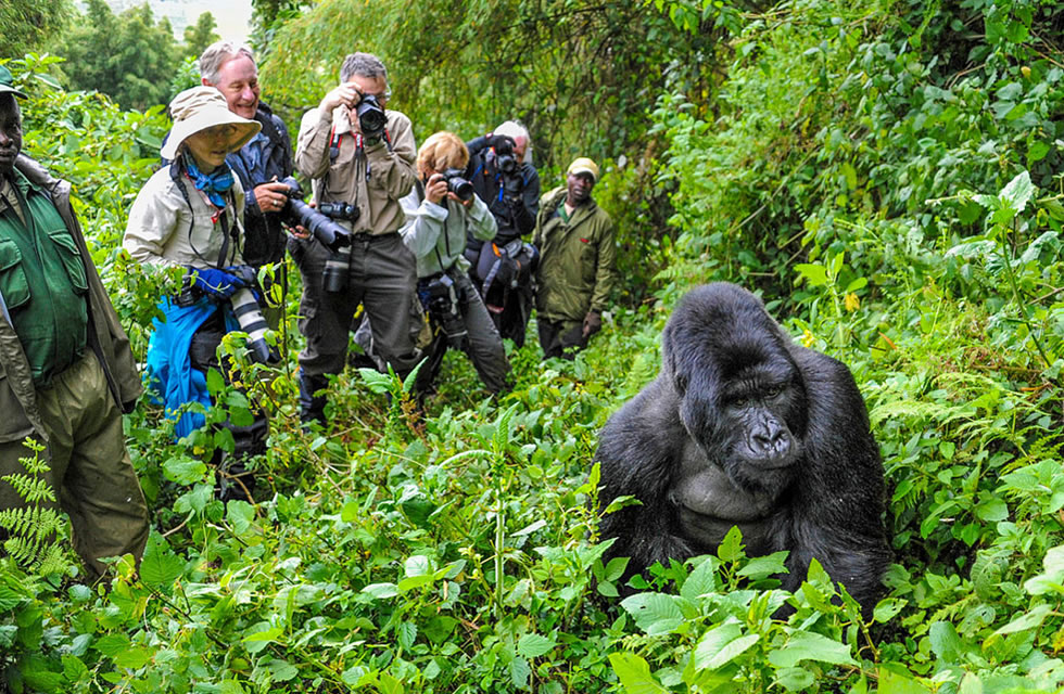 WTTC: Ubukerarugendo mu Rwanda bwaciye agahigo mu 2024 2 rwanda gorilla trekking