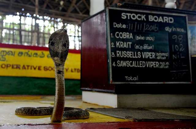 Umwana w’umwaka 1 yarumye inzoka ihita ipfa 71 Cobra is displayed at the Irula snake catchers cooperative on the outskirts of Chennai