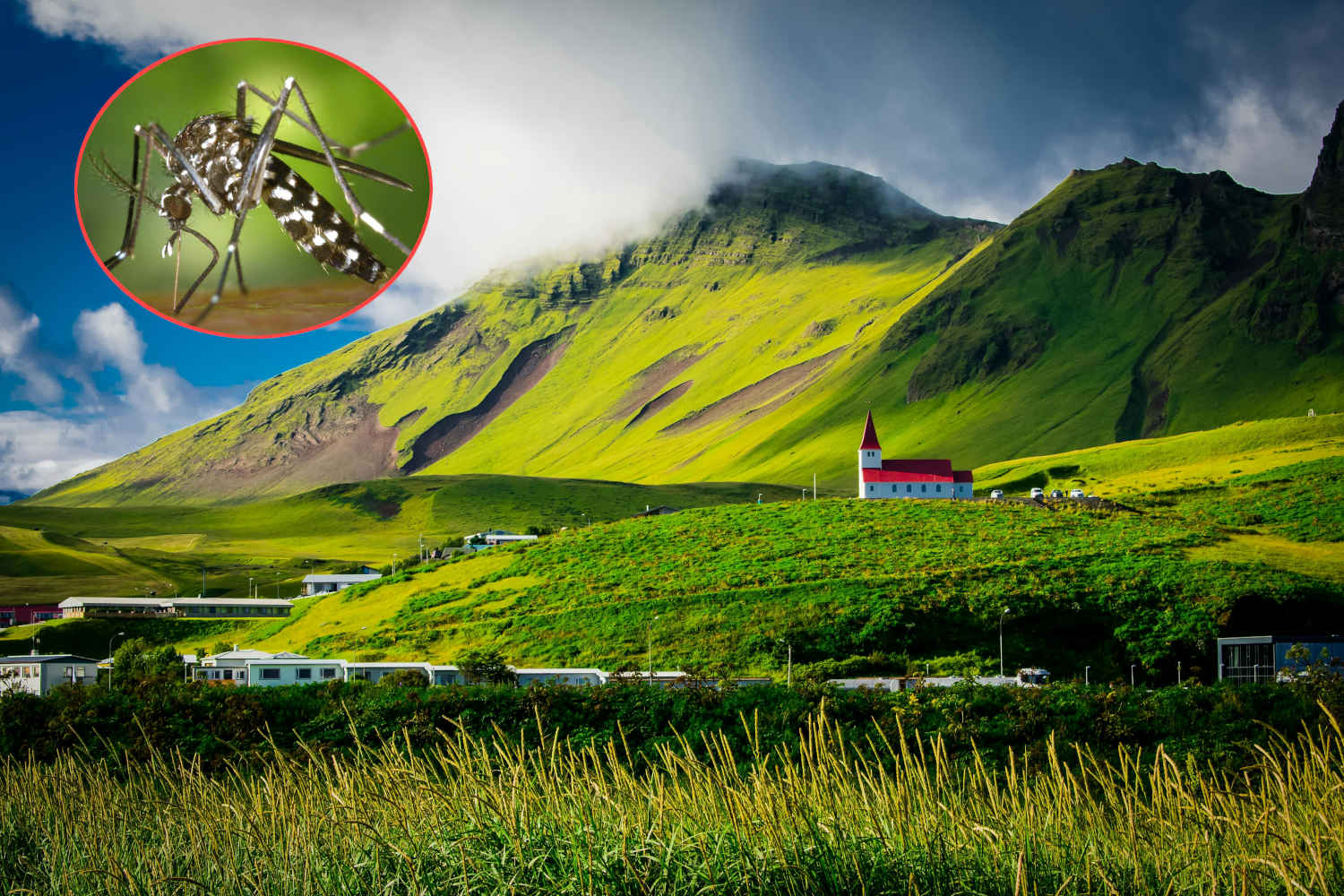 Biratangaje: Havumbuwe igihugu cyitabamo imibu 77 Iceland mosquitos free
