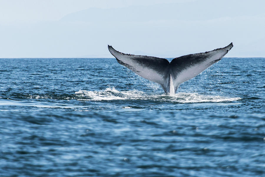 blue whale balaenoptera musculus tail michael mike l baird flickrbairdphotoscom
