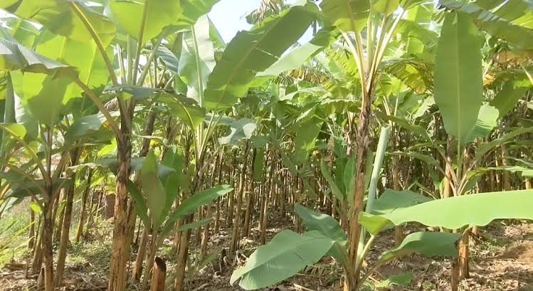 Bugesera: Yishe umugore we bamaze gutera akabariro mu rutoki 23 images 2 1