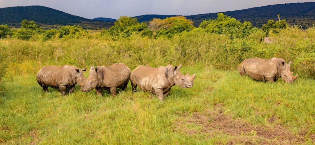 Itsinda ry’inkura z’umweru zigeze muri Pariki y’Igihugu y’Akagera zivuye muri Afurika y’Epfo, mu rwego rwo kuzisubiza mu bidukikije no kuzongera umubare wazo binyuze muri gahunda ya Rhino Rewild Initiative