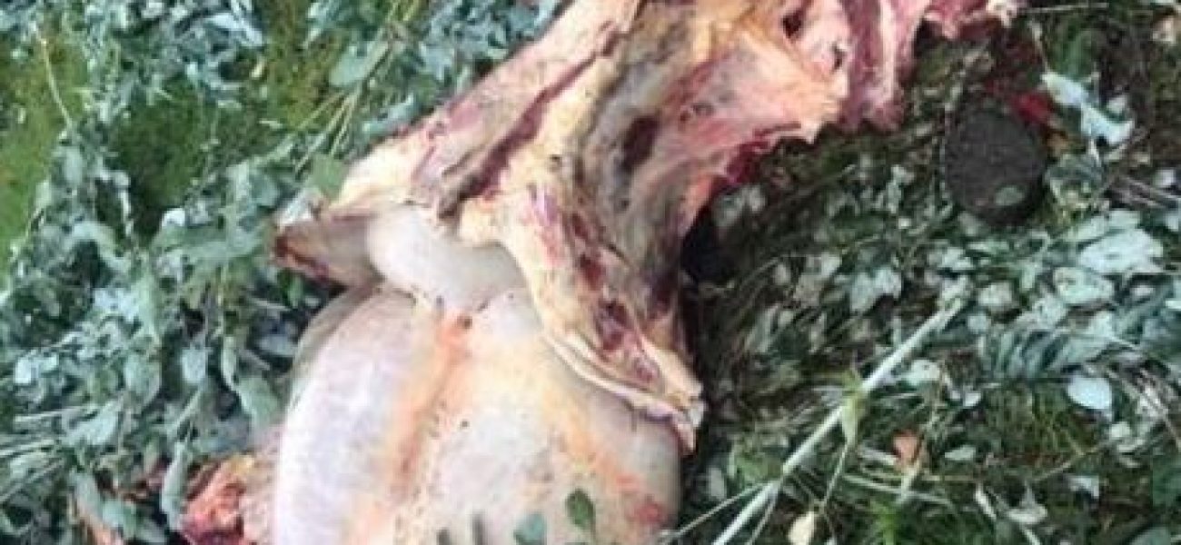 1EDB74A7-E2A2-4D92-A660-CED45BE94C11