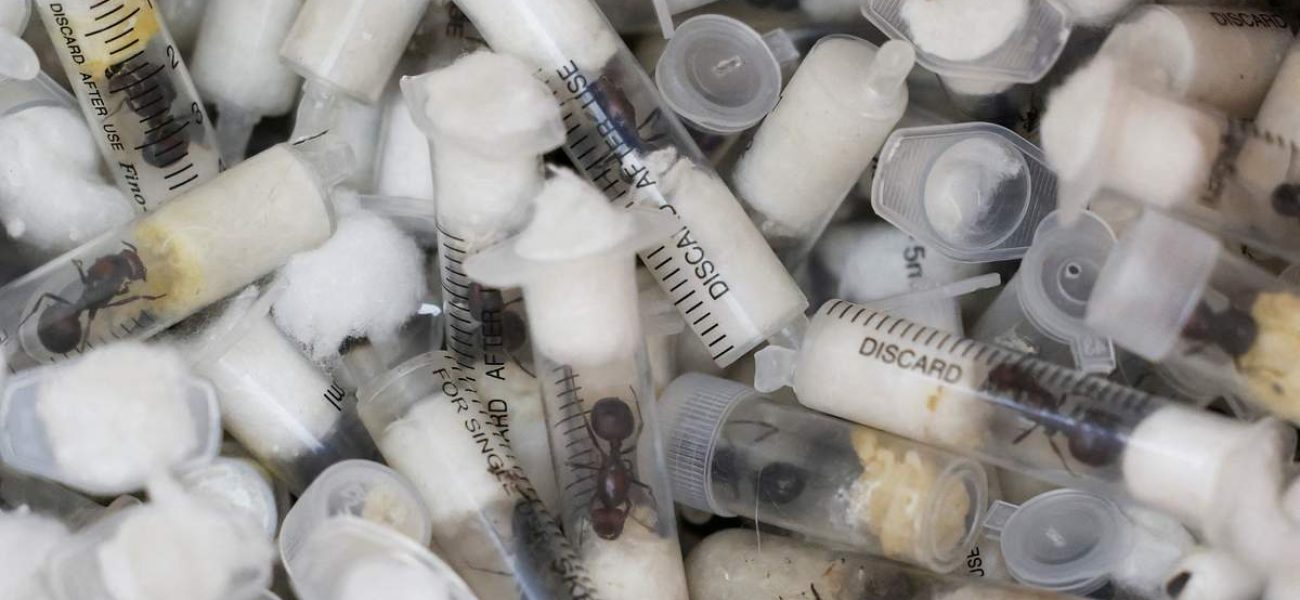 2025-04-15T155024Z_1210592738_RC25YDAV6KUL_RTRMADP_3_KENYA-ANTS