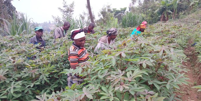 Cassava seeds multiplication