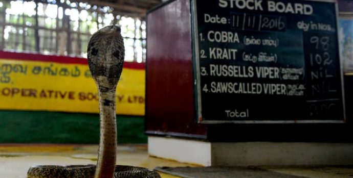Cobra-is-displayed-at-the-Irula-snake-catchers-cooperative-on-the-outskirts-of-Chennai