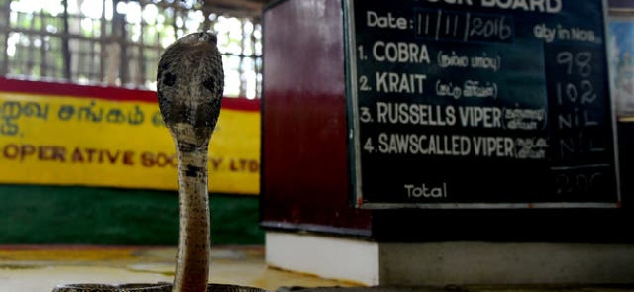 Cobra-is-displayed-at-the-Irula-snake-catchers-cooperative-on-the-outskirts-of-Chennai