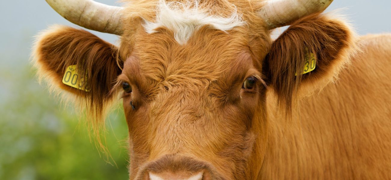 Cow_horned_portrait