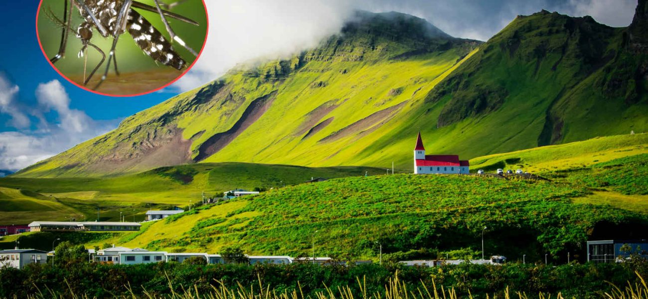 Iceland-mosquitos-free