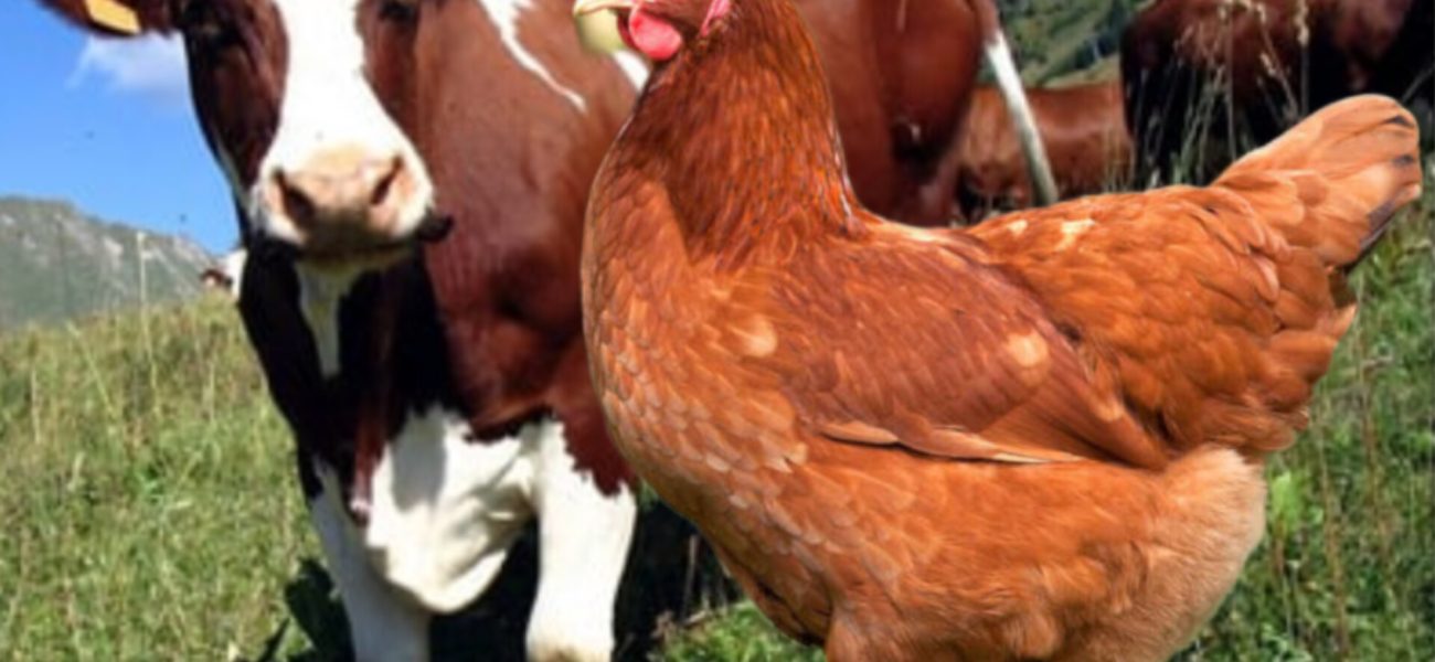 InShot_20250520_091129746