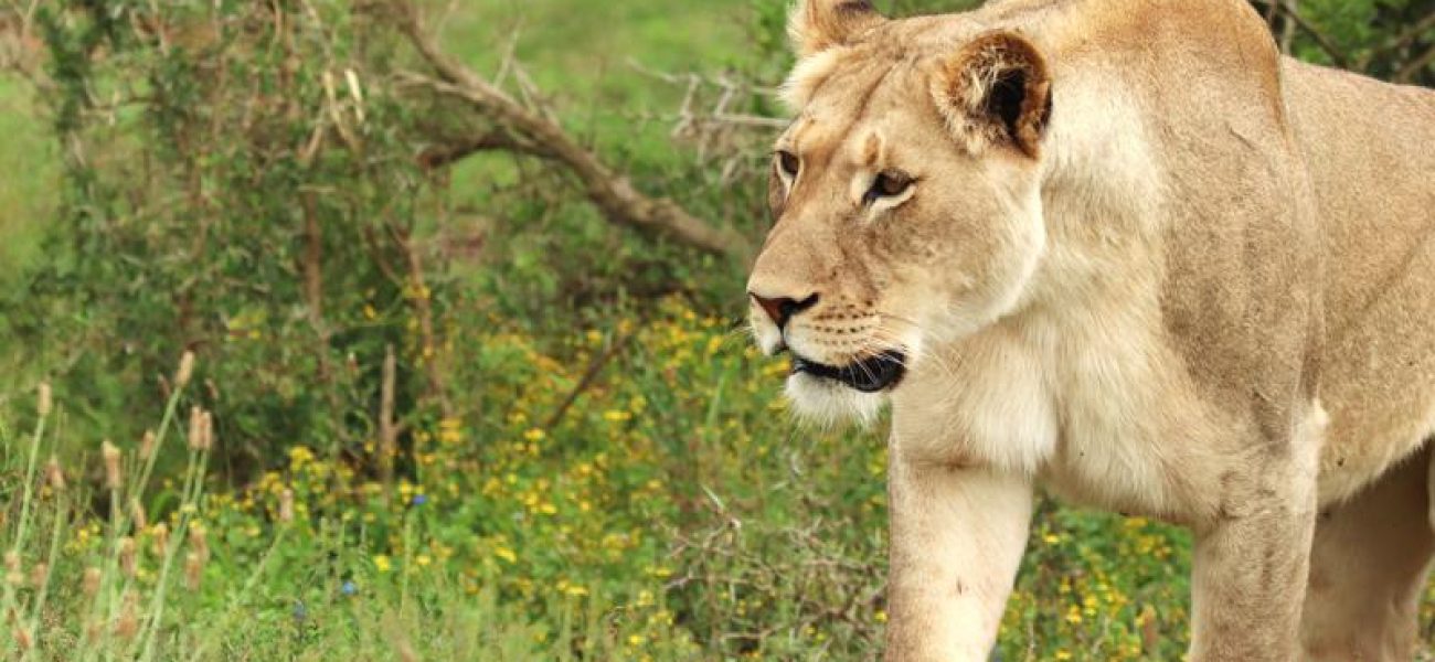 bitmap_800_nocrop_1_1_20250525132947077797_lionne-solitaire-marchant-dans-le-parc-national-des-elephants-d-addo