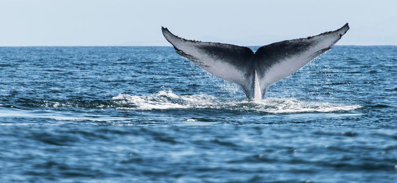 blue-whale-balaenoptera-musculus-tail-michael-mike-l-baird-flickrbairdphotoscom