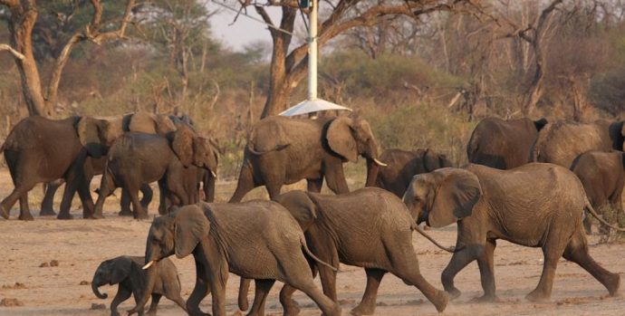 elephants-file-embed_1749033498118_hpEmbed_15x11_992