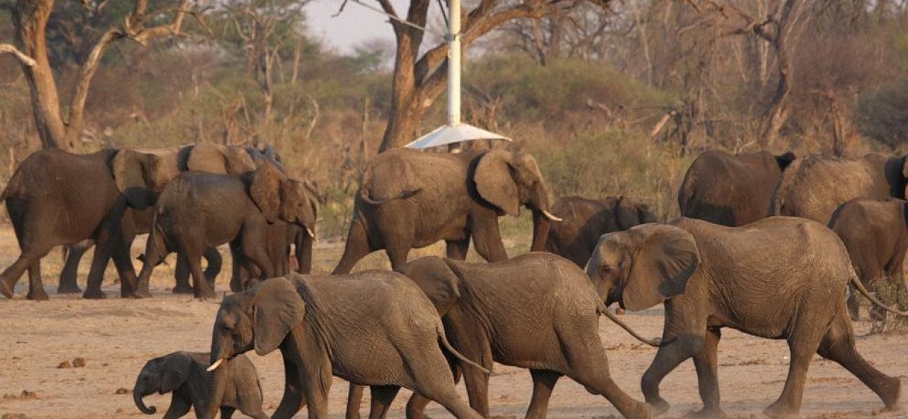 elephants-file-embed_1749033498118_hpEmbed_15x11_992