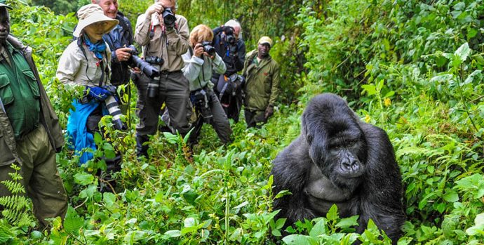 rwanda-gorilla-trekking