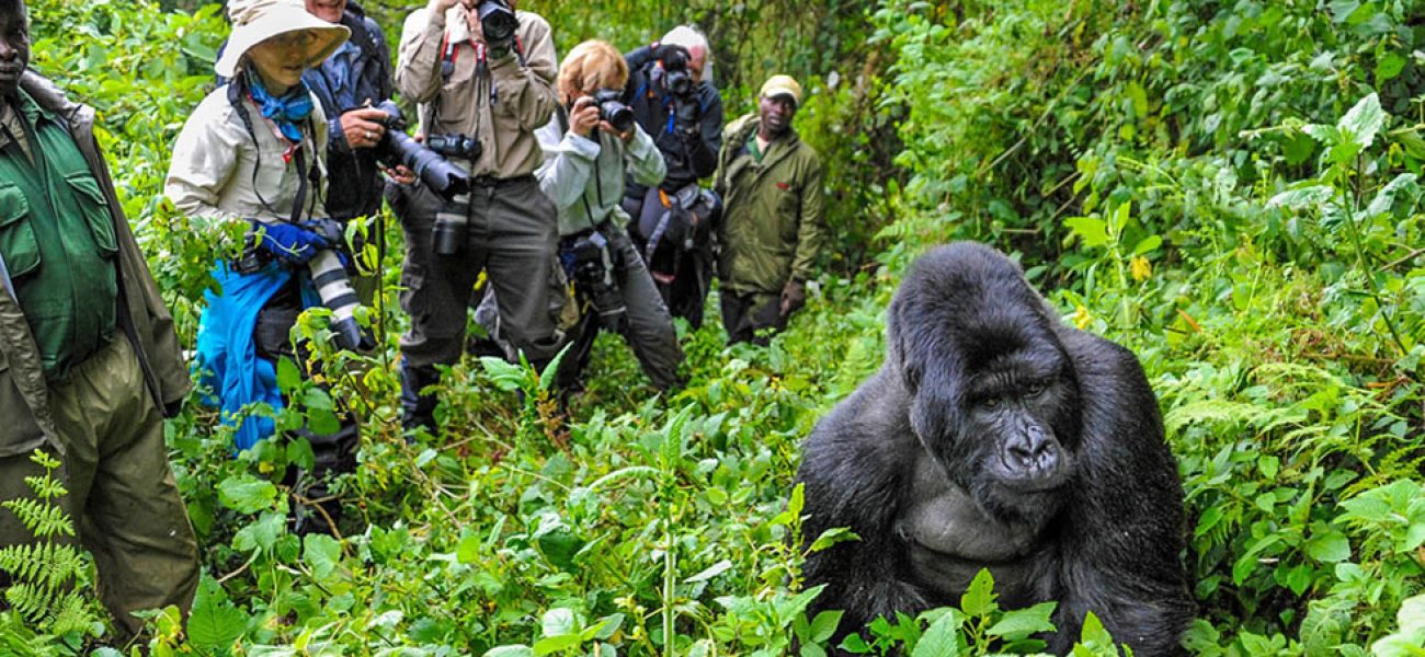 rwanda-gorilla-trekking